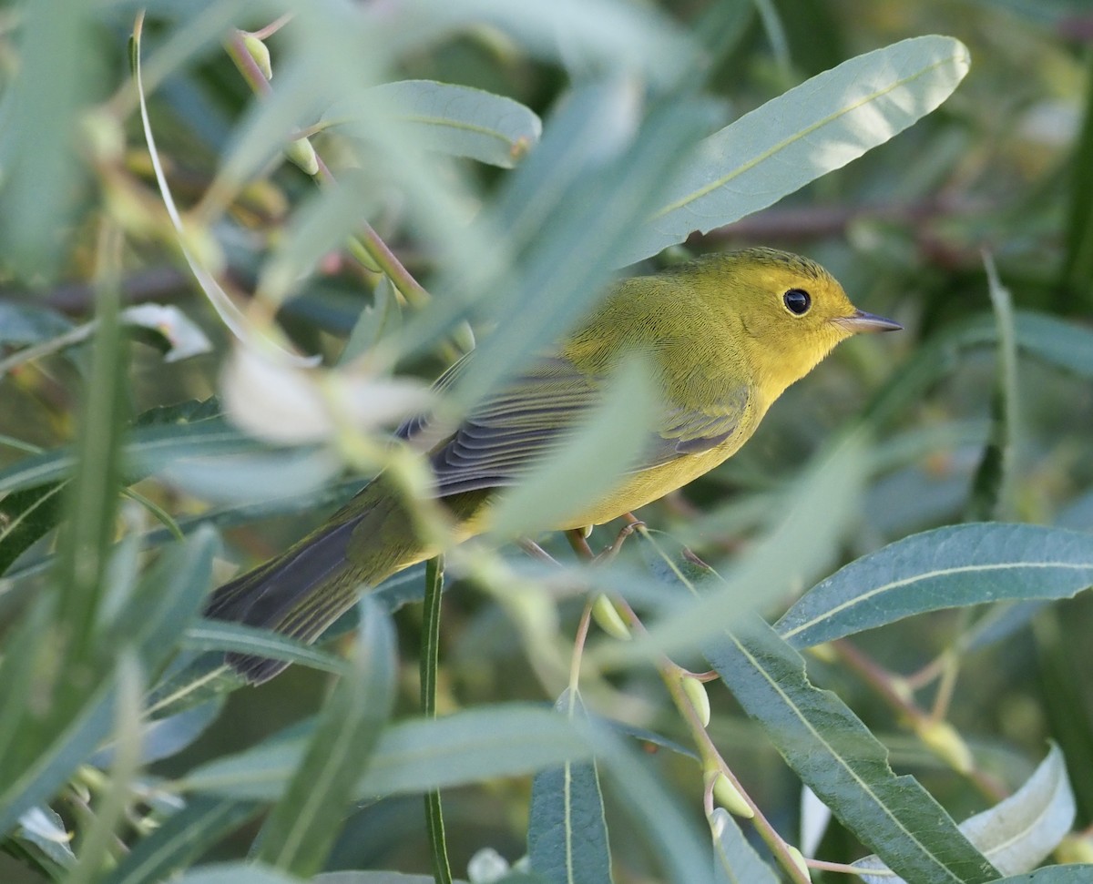 Wilson's Warbler - ML482621231