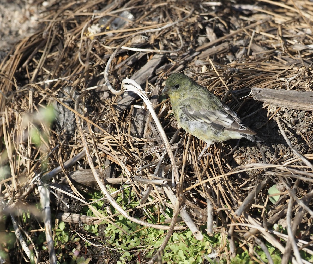 Lesser Goldfinch - ML482621331