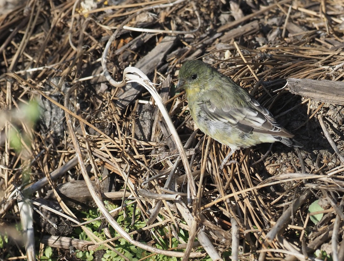 Lesser Goldfinch - ML482621351