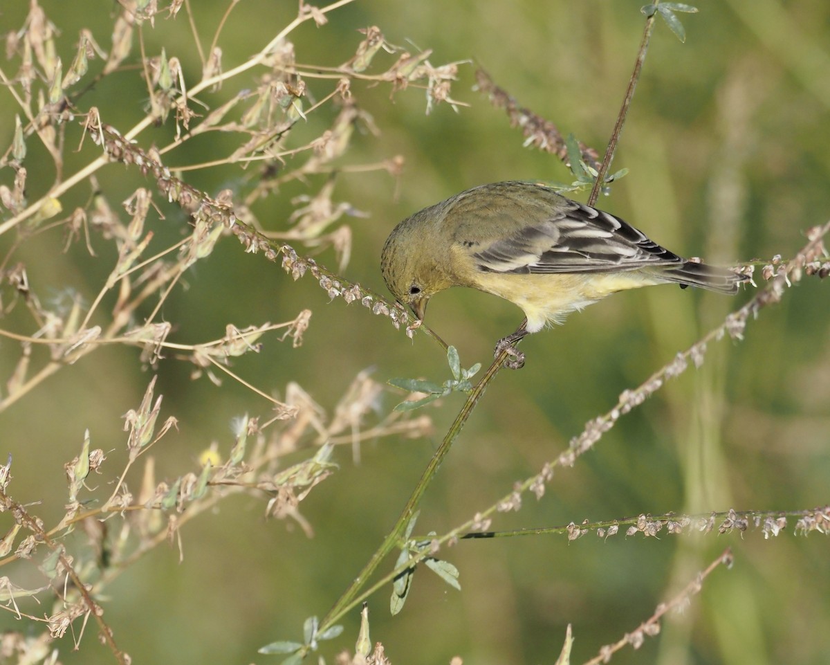 Lesser Goldfinch - Bob Foehring