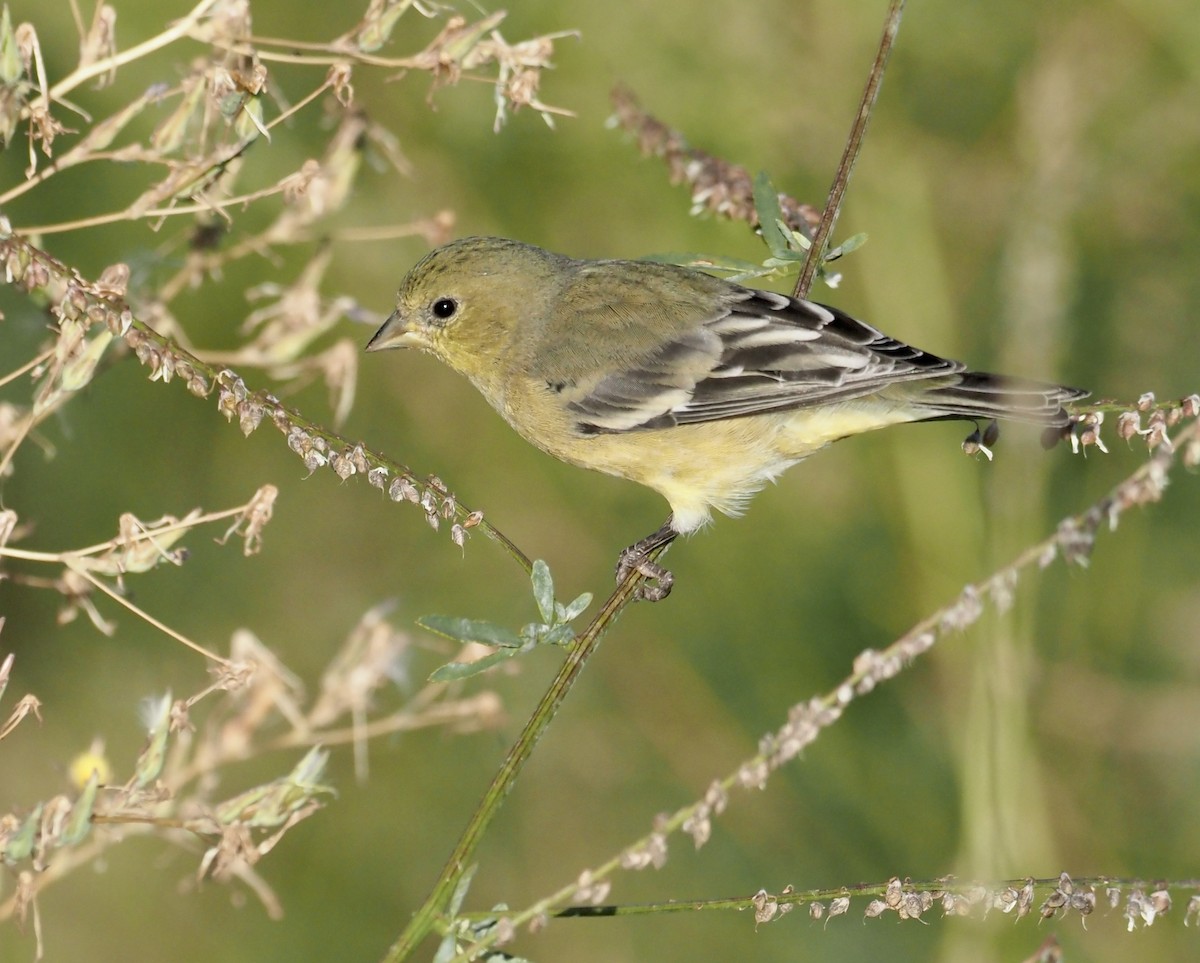 Lesser Goldfinch - Bob Foehring