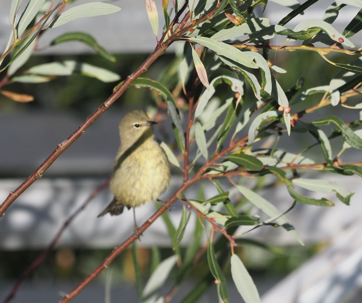 Orange-crowned Warbler - ML482621611