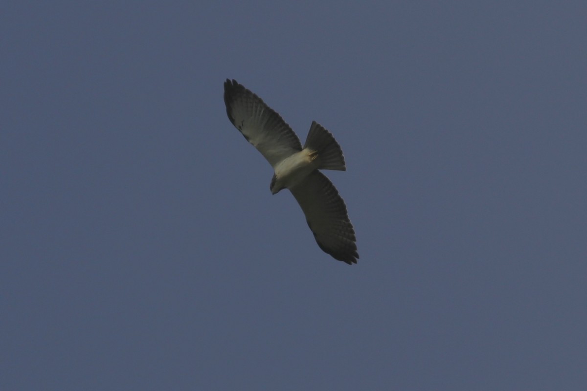 Short-tailed Hawk - ML482622141