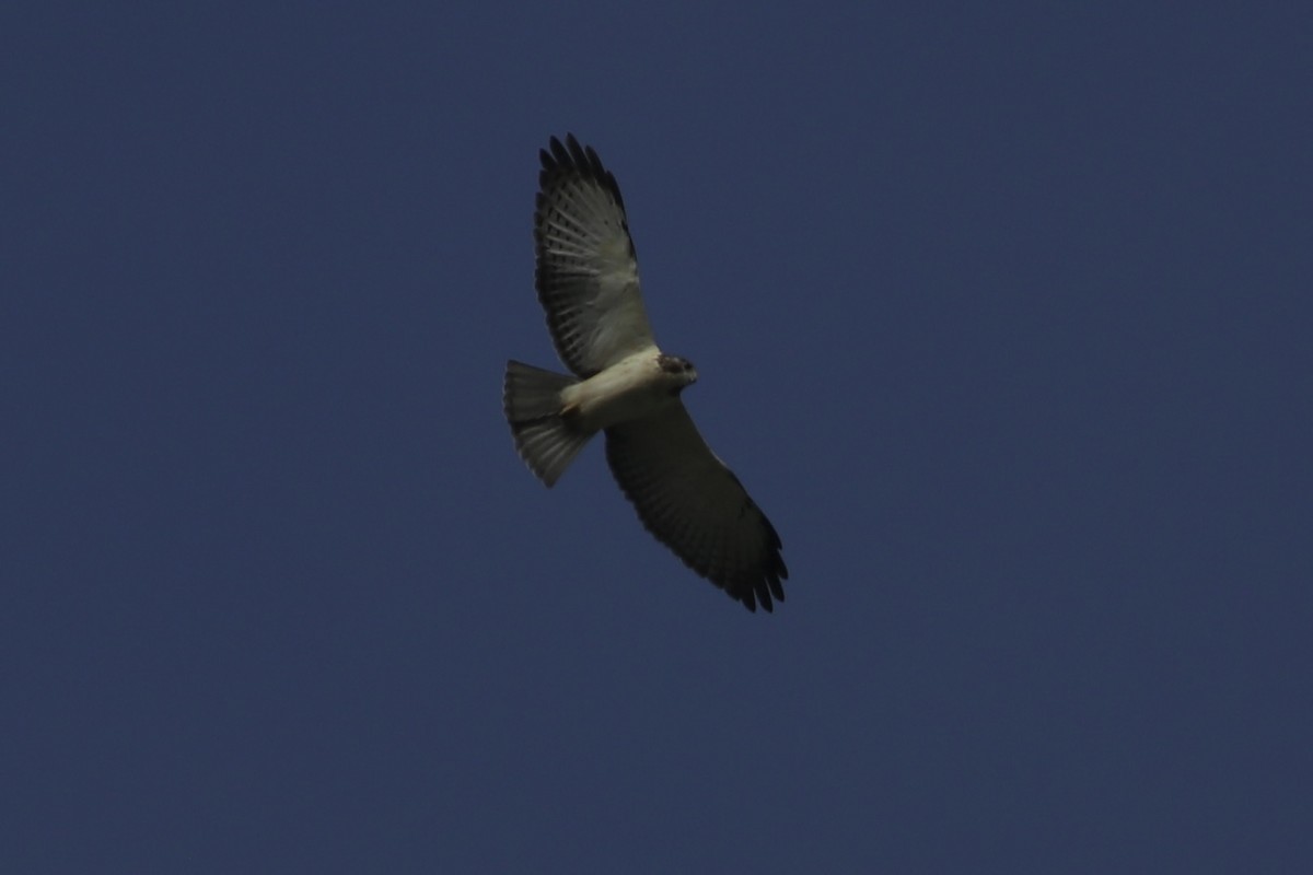 Short-tailed Hawk - ML482622161