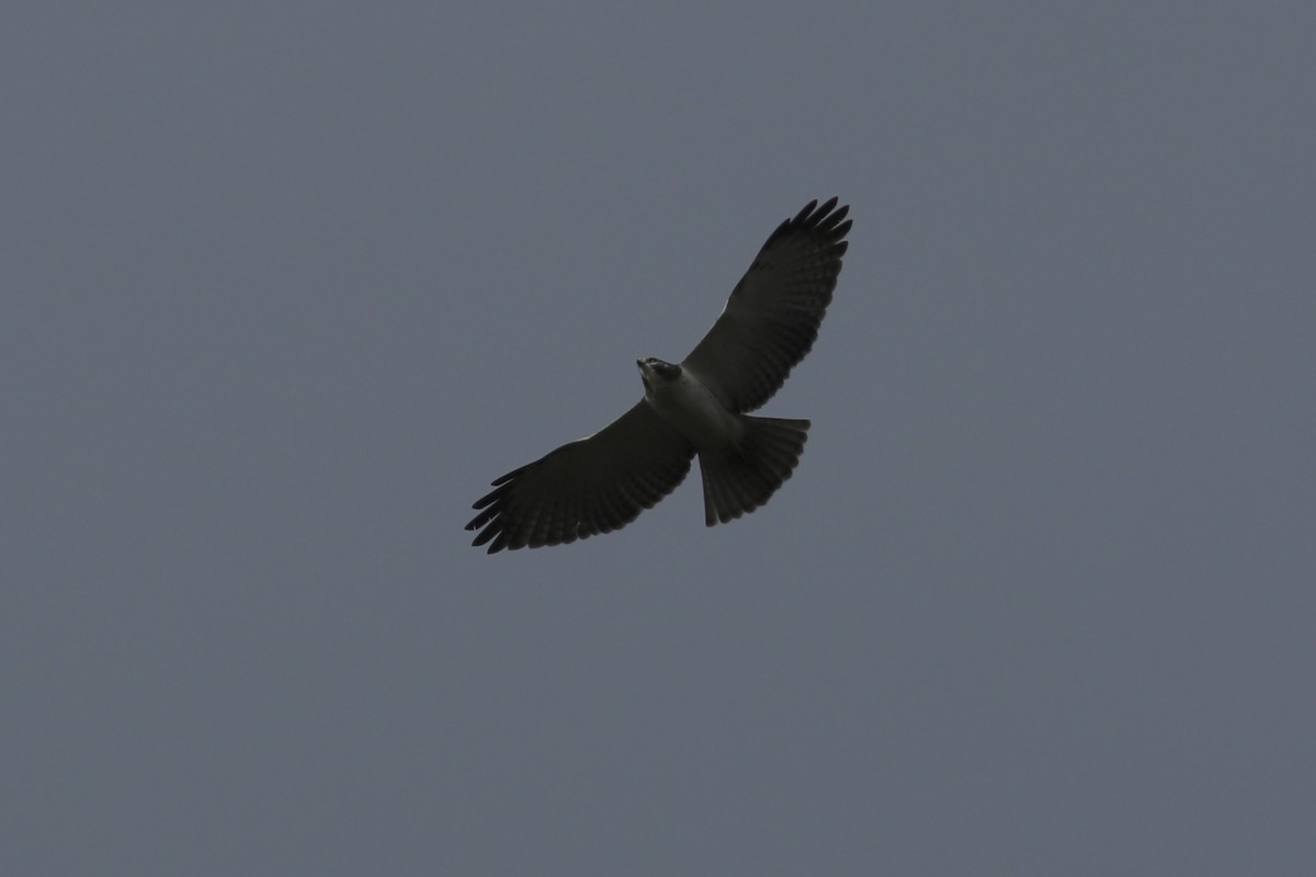 Short-tailed Hawk - David Cole