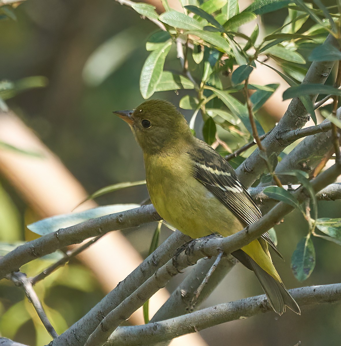 Western Tanager - ML482622971