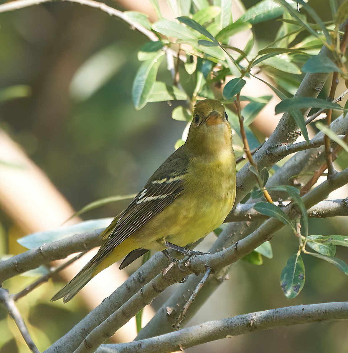 Western Tanager - ML482622981