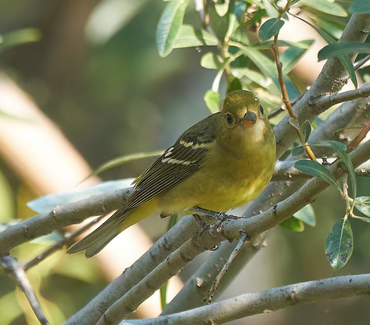 Western Tanager - ML482622991