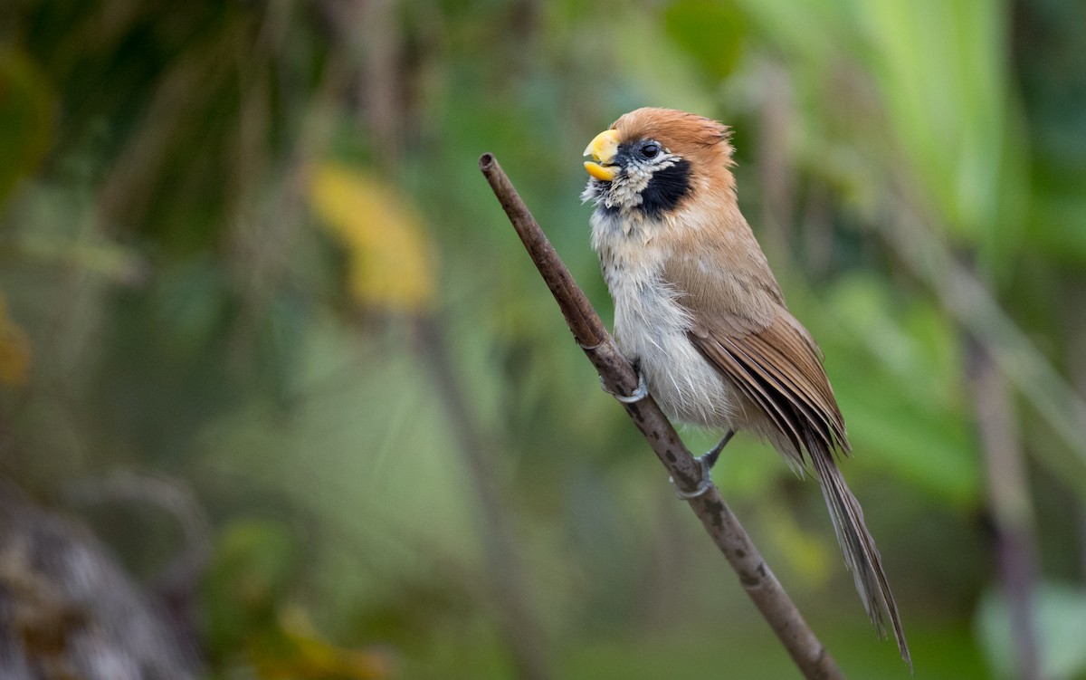 Spot-breasted Parrotbill - ML48262371