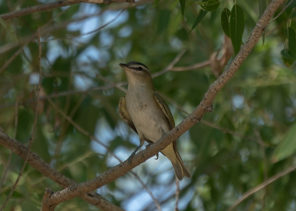 Red-eyed Vireo - ML482623881