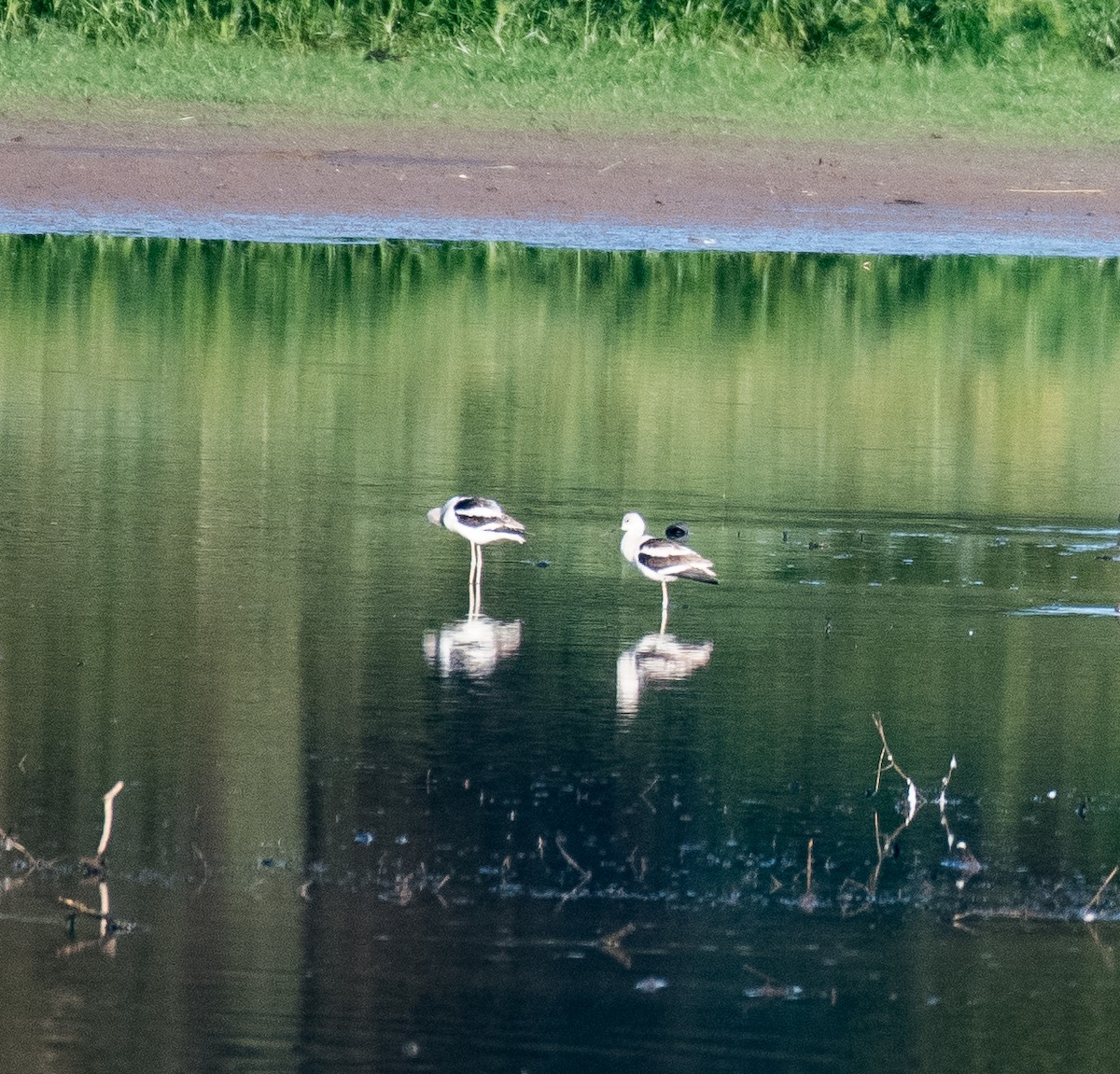 Avocette d'Amérique - ML482623901