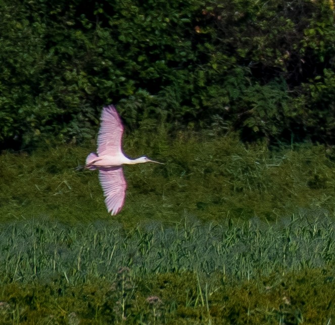Roseate Spoonbill - ML482624231
