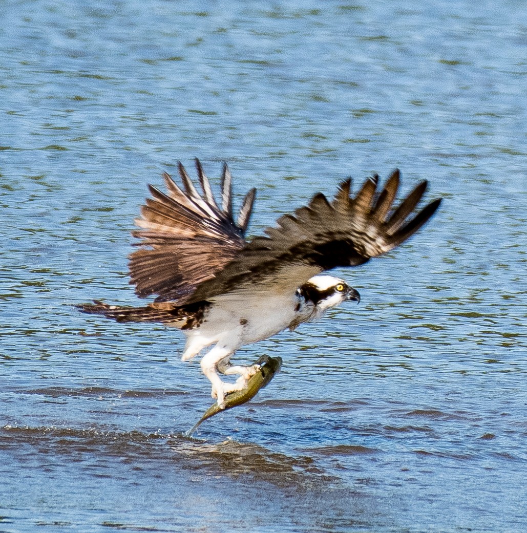 Osprey - ML482624241