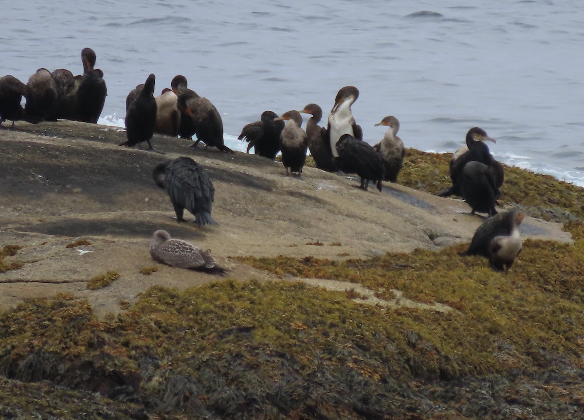 Cormorán Orejudo - ML482624341