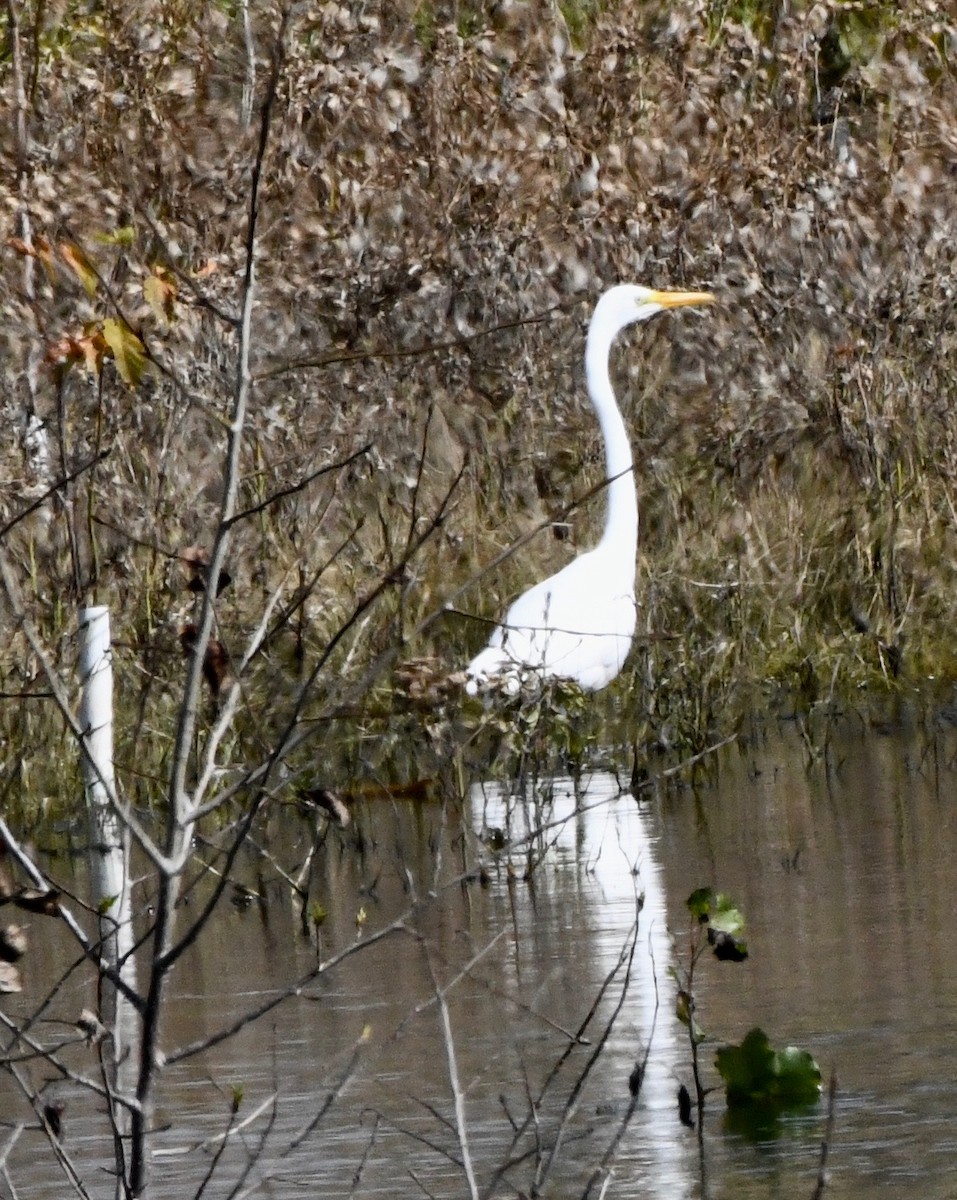 Great Egret - ML482624851