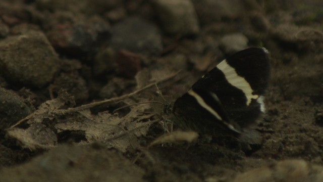 Moths and Butterflies - ML482625