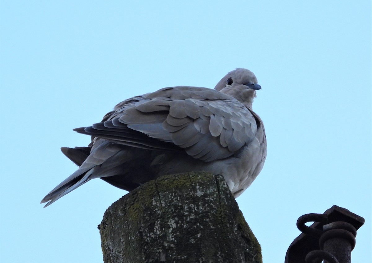 Eurasian Collared-Dove - ML482625681