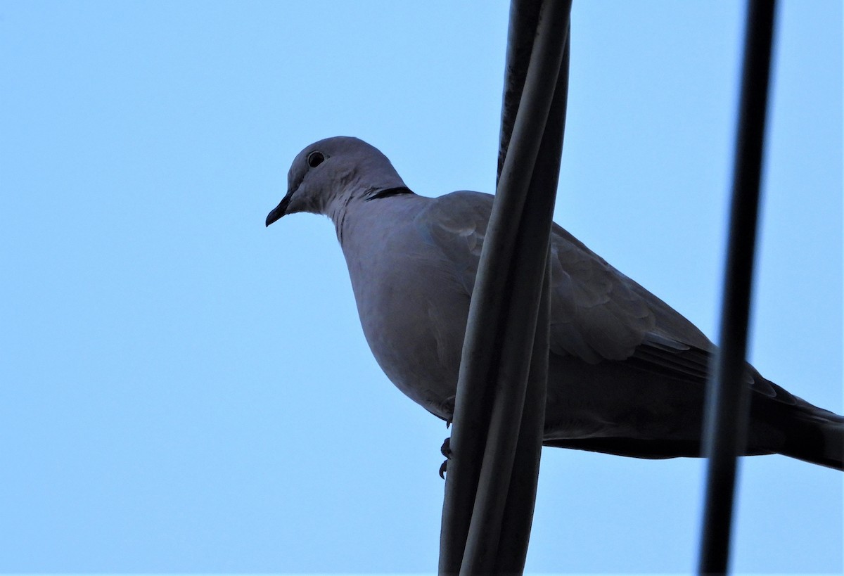 Eurasian Collared-Dove - ML482625841