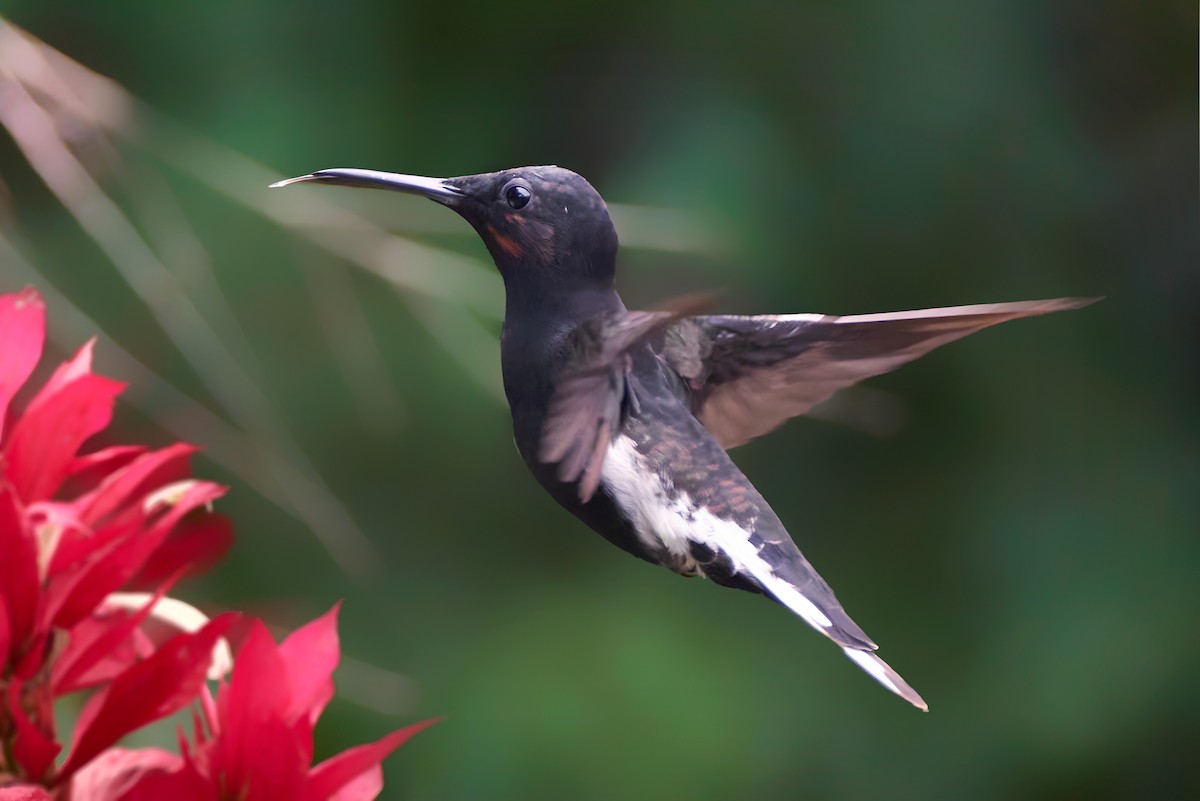 Colibrí Negro - ML482625891