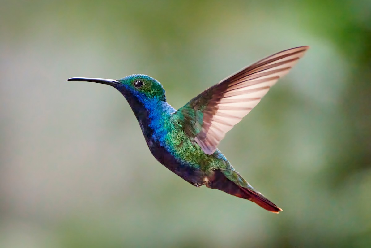 kolibřík tropický - ML482626221