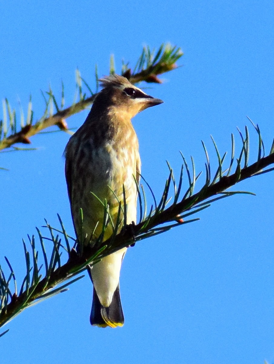 Cedar Waxwing - ML482628251