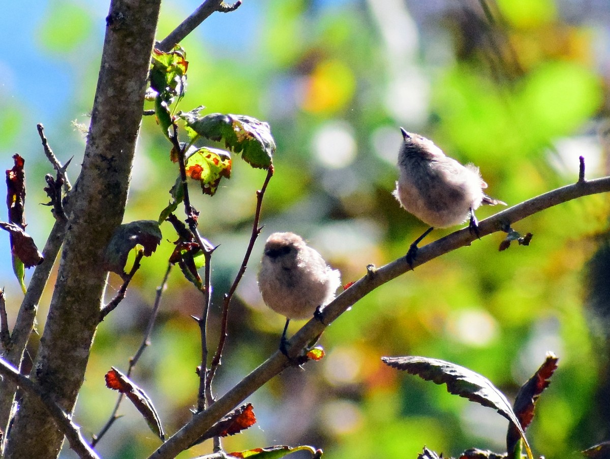 Bushtit - ML482628571