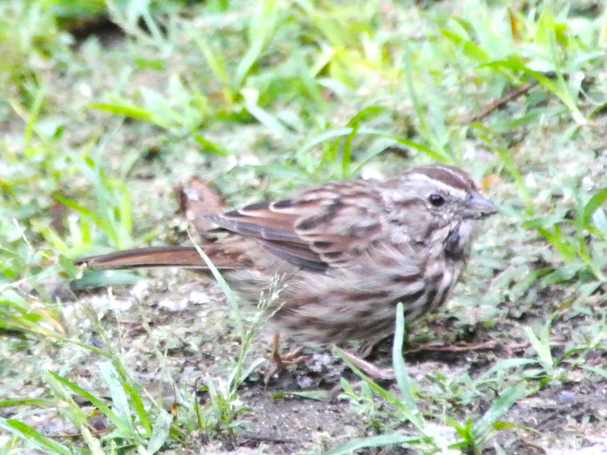 Song Sparrow - ML482628611