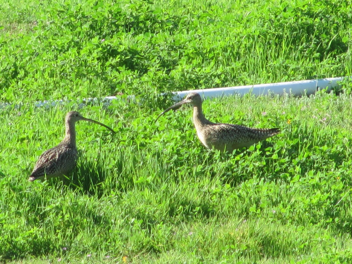 Long-billed Curlew - Cris Whetstone