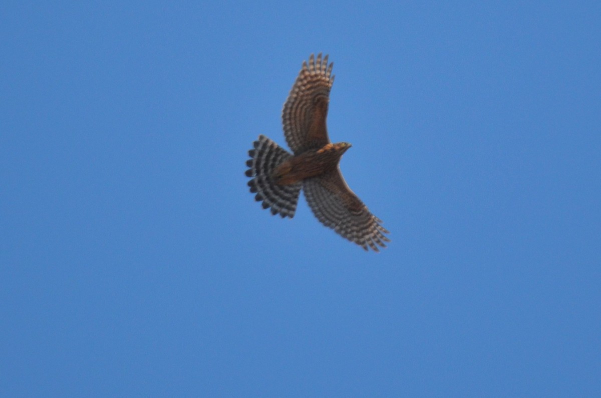 Eurasian Goshawk - ML482632391