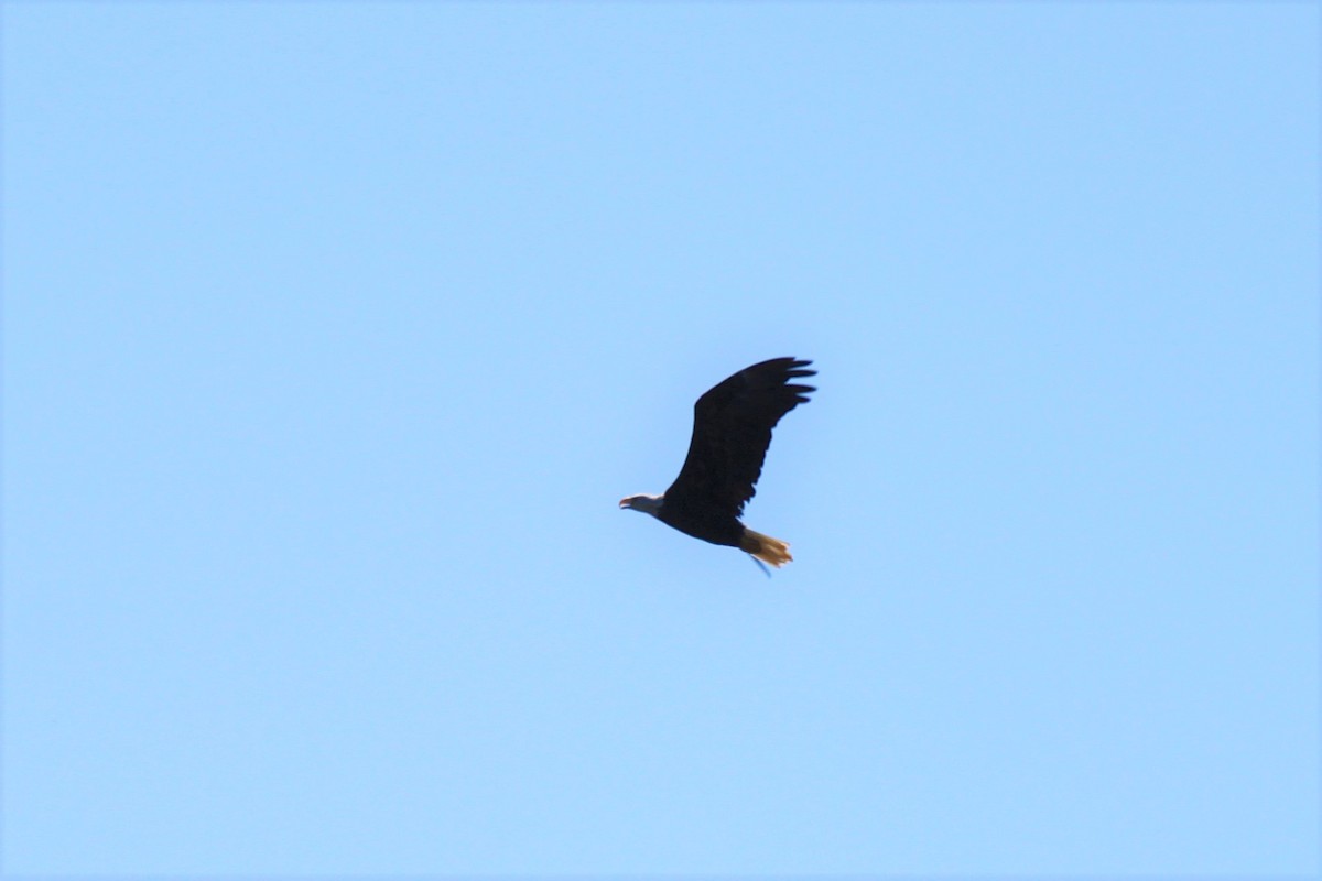 Bald Eagle - ML482632431