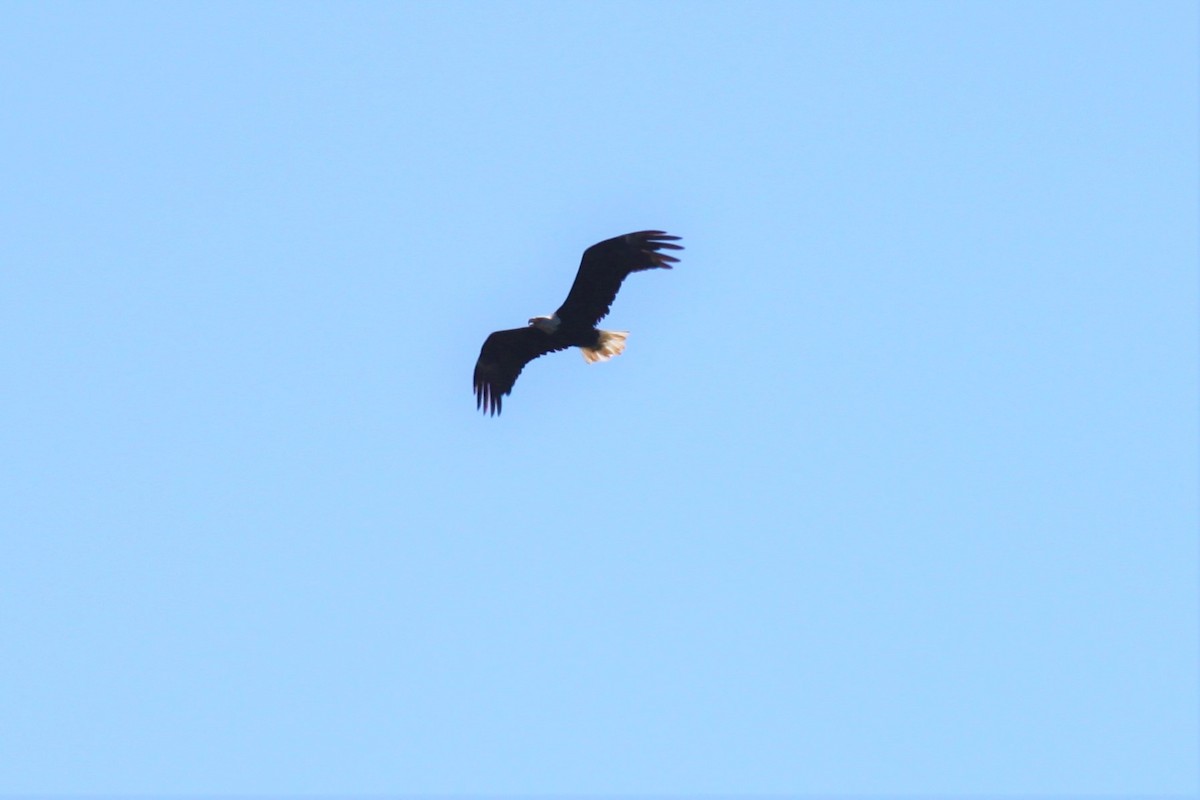 Bald Eagle - ML482632501