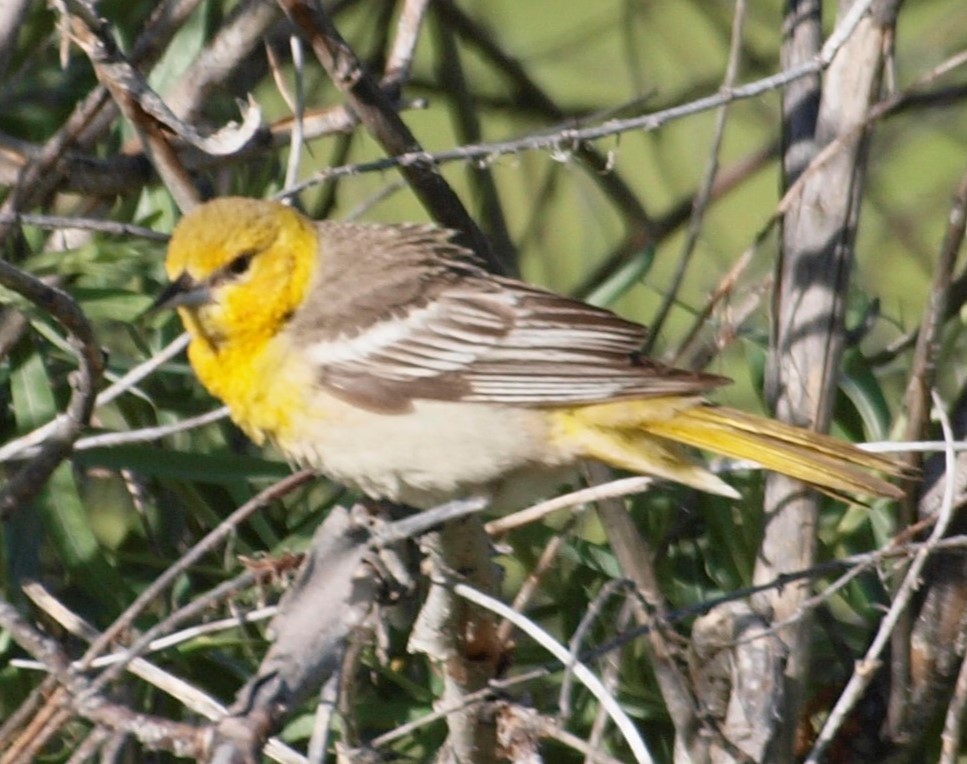 Bullock's Oriole - Candace Austin