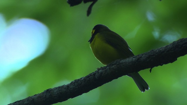 Hooded Warbler - ML482633