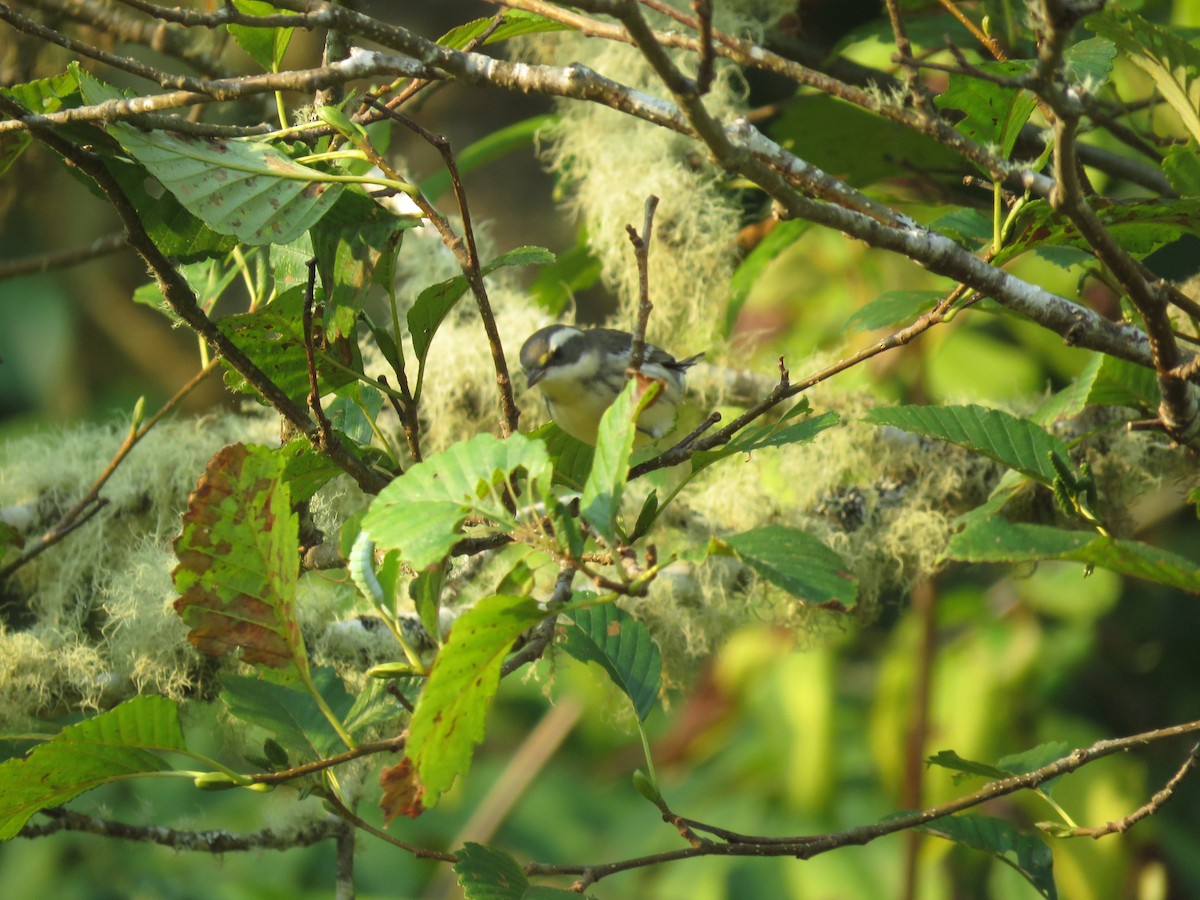 Black-throated Gray Warbler - ML482633681