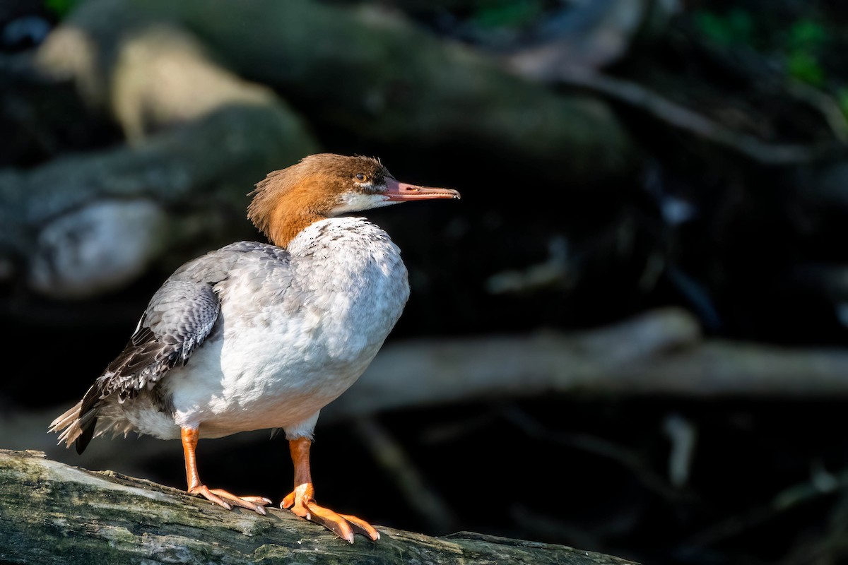 Common Merganser - ML482635881