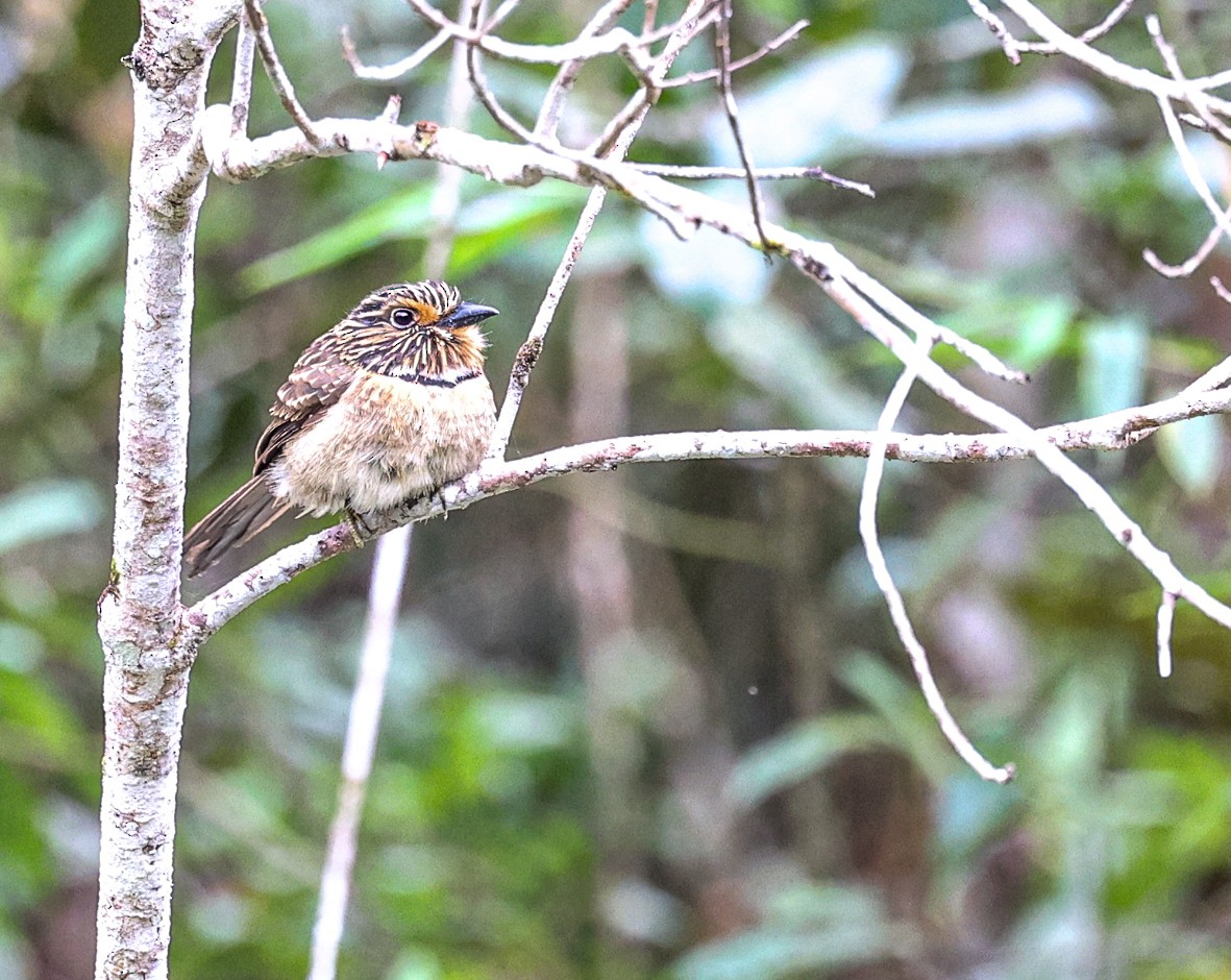 Crescent-chested Puffbird - ML482636341