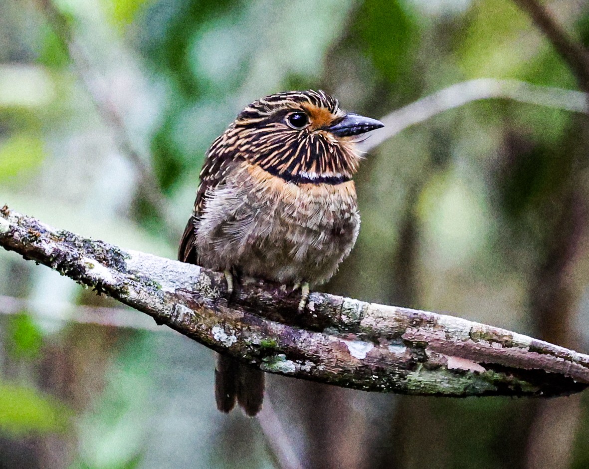 Crescent-chested Puffbird - ML482636351