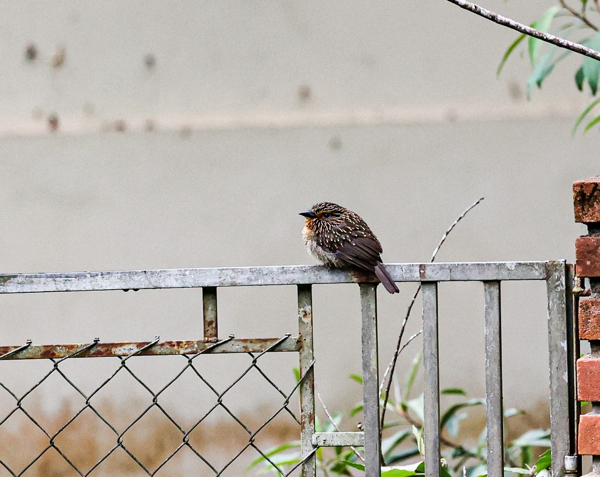 Crescent-chested Puffbird - ML482636361