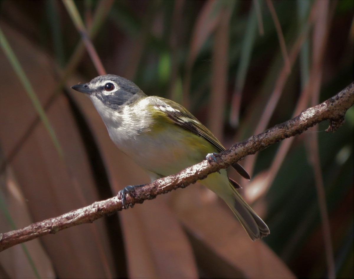 Blue-headed Vireo - ML48263641