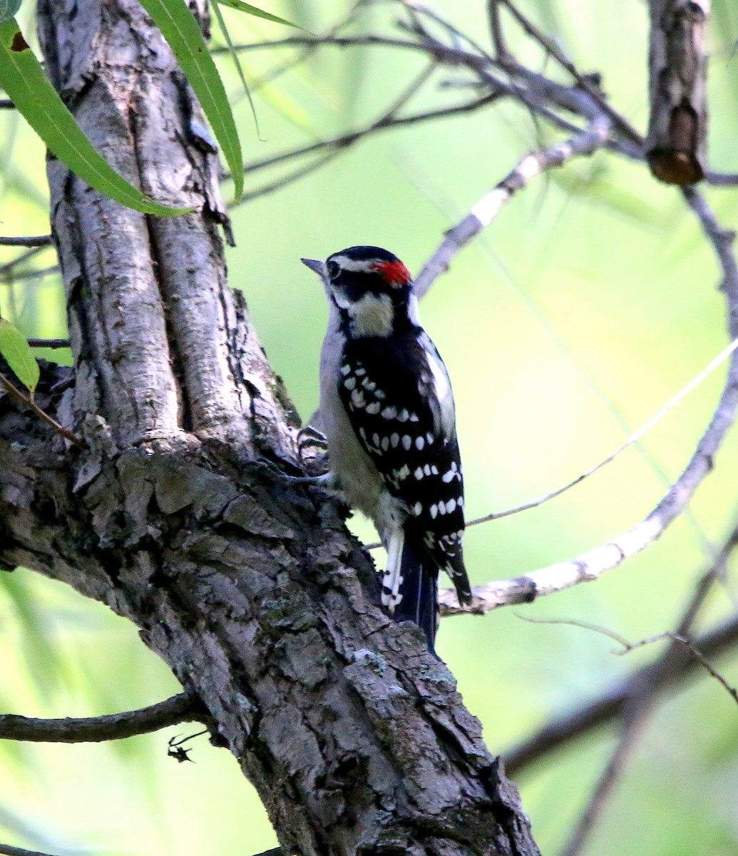 Downy Woodpecker - ML482637651