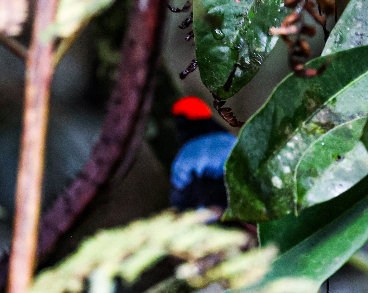 Swallow-tailed Manakin - Clarisse Odebrecht