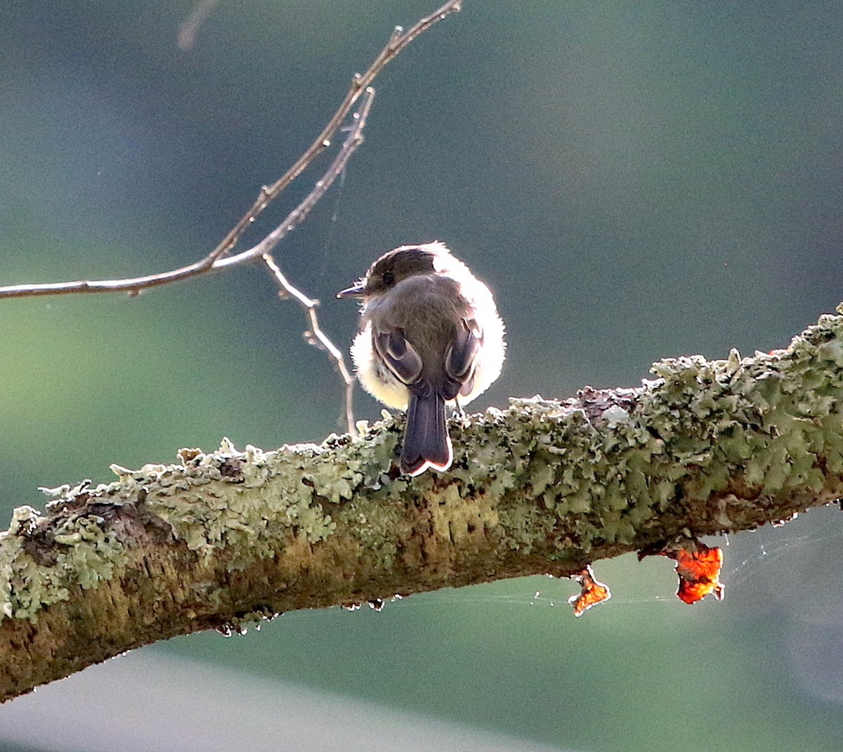 Eastern Phoebe - ML482637851