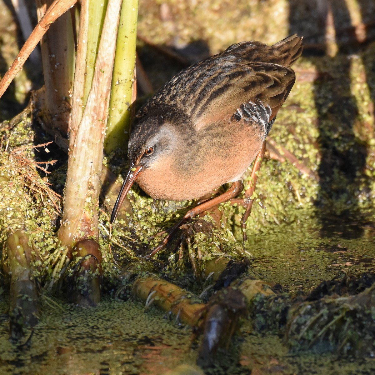 Virginia Rail - ML482639161