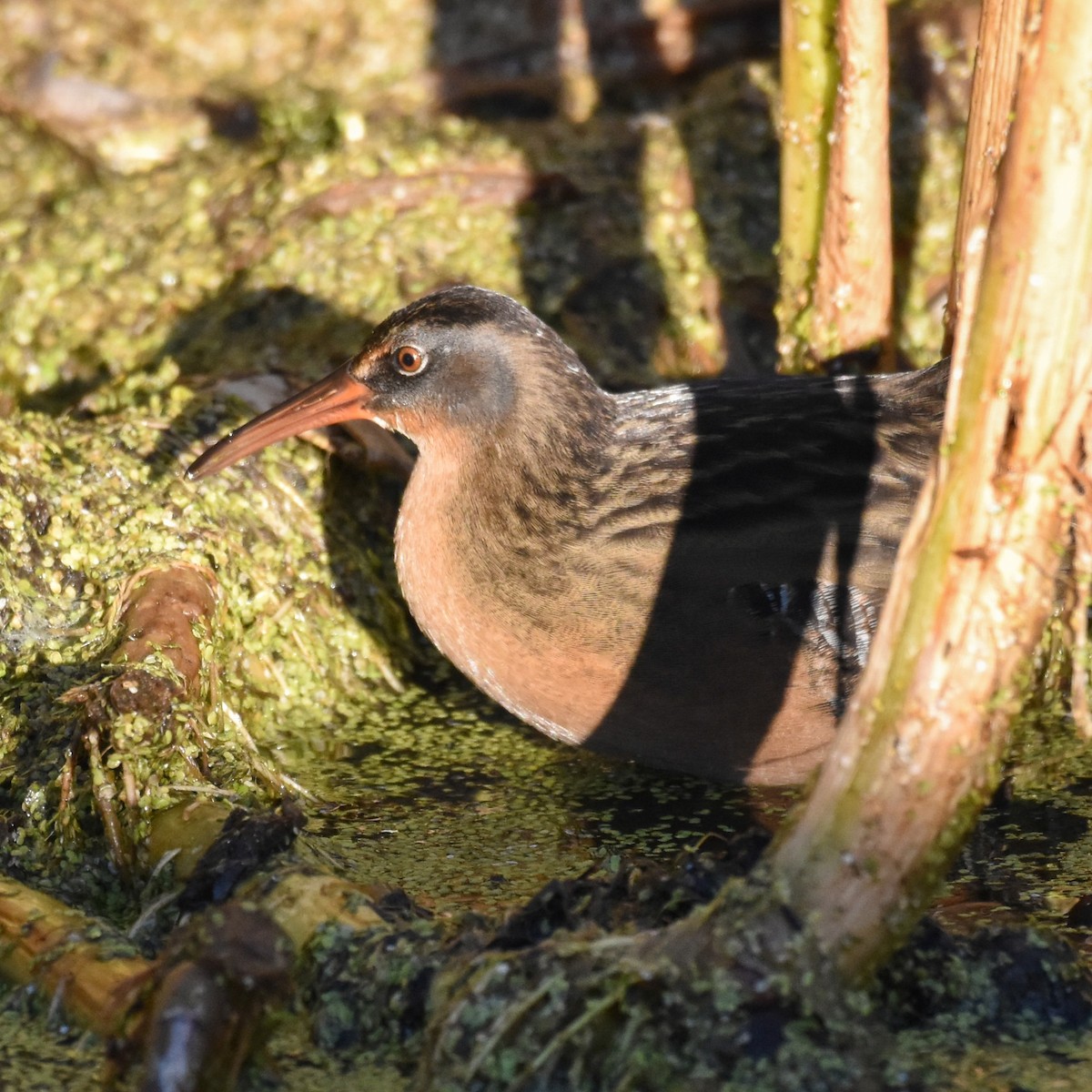 Virginia Rail - ML482639171