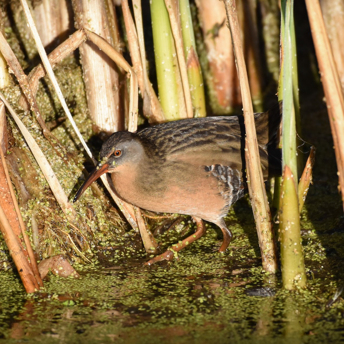 Virginia Rail - ML482639181