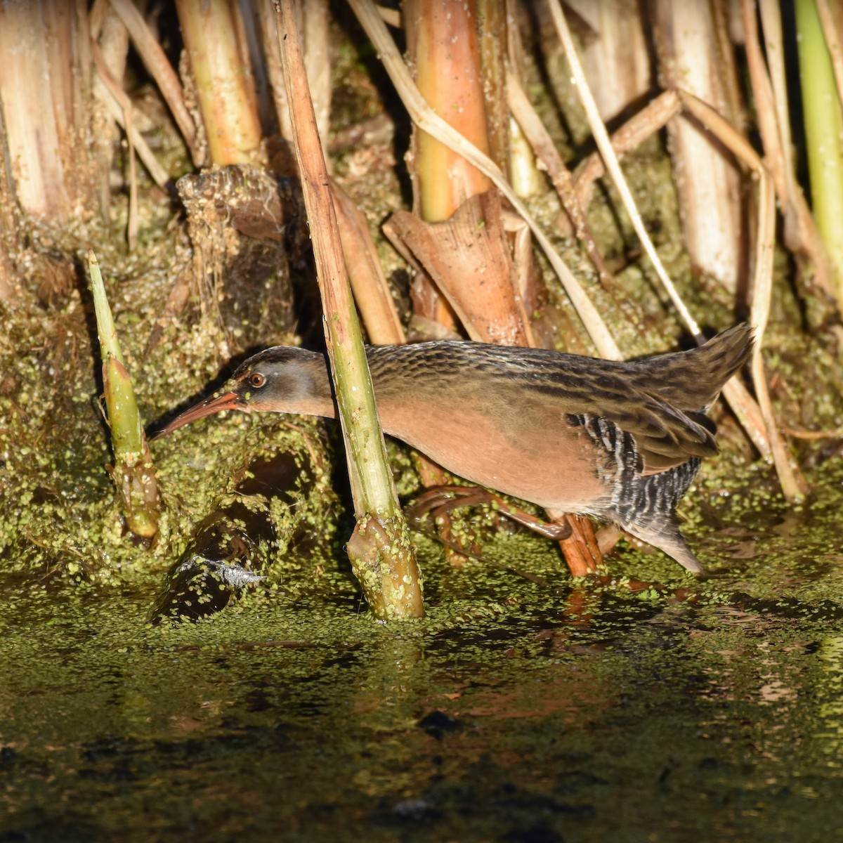 Virginia Rail - ML482639191