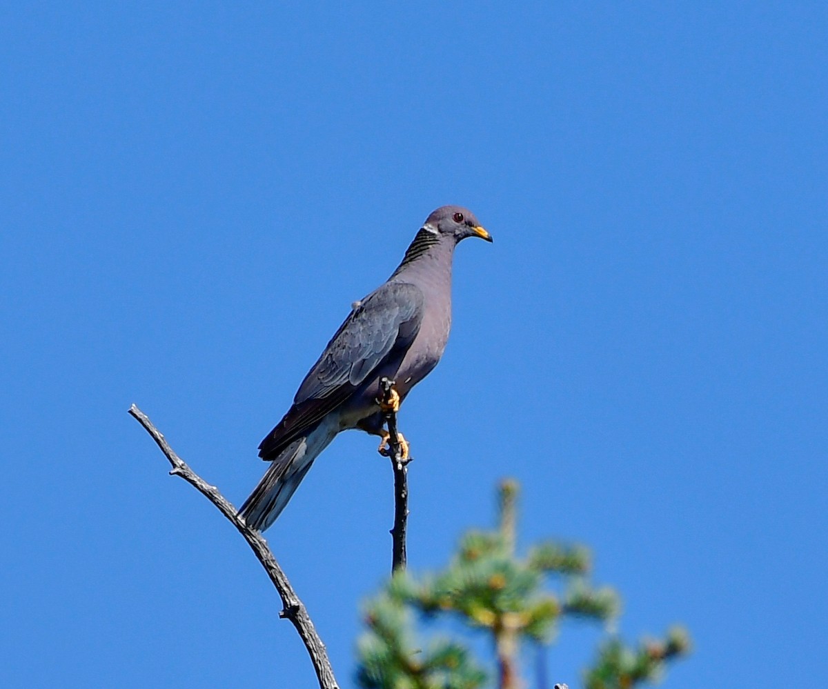 Band-tailed Pigeon - ML482642631
