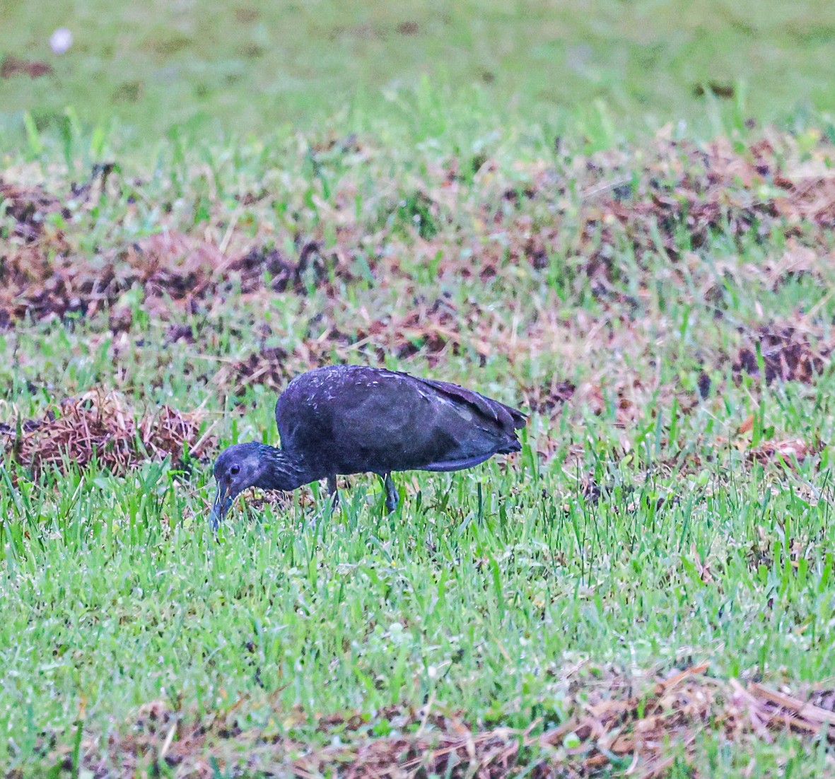 Green Ibis - Clarisse Odebrecht