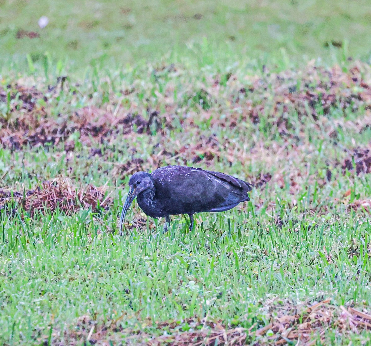 ibis zelený - ML482643501