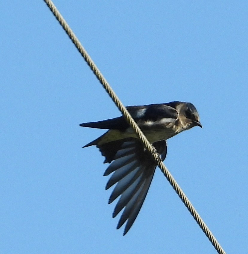 Purple Martin - ML482644361